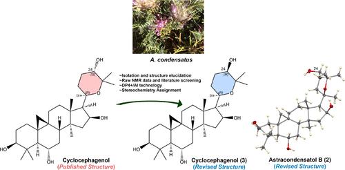 Revisiting the Cyclocephagenols via Astragalus condensatus: Structural Insights and Configurational Revision