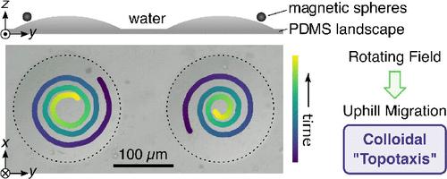 Self-Guided Navigation of Magnetic Microspheres on Topographic Landscapes