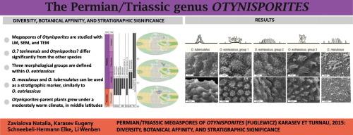 Permian/Triassic megaspores of Otynisporites (Fuglewicz) Karasev et Turnau, 2015: Diversity, botanical affinity, and stratigraphic significance