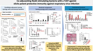 Co-adjuvanting Nod2-stimulating bacteria with a TLR7 agonist elicits potent protective immunity against respiratory virus infection