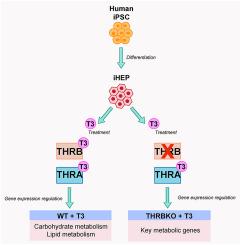 Thyroid hormone receptor beta (THRβ1) is the major regulator of T3 action in human iPSC-derived hepatocytes