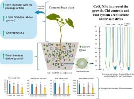 Influences of cerium oxide nanoparticles and salinity on common bean (Phaseolus vulgaris) growth, physiology, and root system architectural and anatomical traits