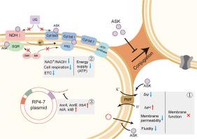 Acetylshikonin reduces the spread of antibiotic resistance via plasmid conjugation