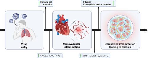 Vascular fibrosis and extracellular matrix remodelling in post-COVID 19 conditions