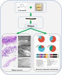 Carvacrol acts on the larval midgut of Spodoptera frugiperda by destroying the tissue structure and altering the bacterial community