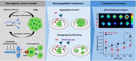 NK1 receptor blockade disrupts microtumor growth and aggregation in a three-dimensional murine breast cancer model