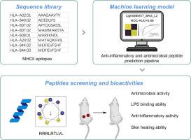 Machine learning accelerates the discovery of epitope-based dual-bioactive peptides against skin infections