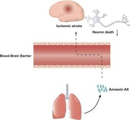 Annexin A5 derived from lung alleviates brain damage after ischemic stroke