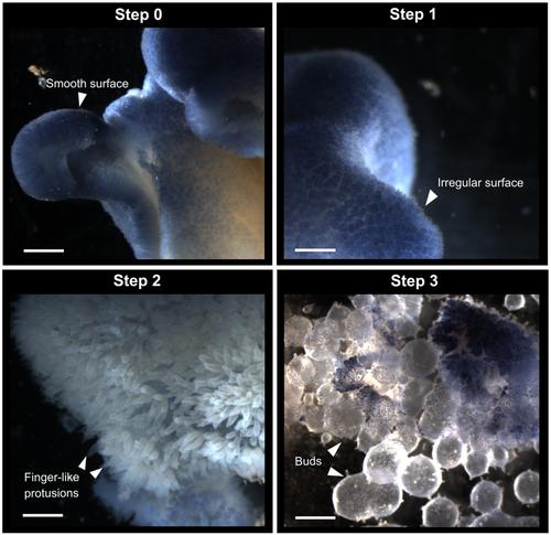 The Buds of Oscarella lobularis (Porifera, Homoscleromorpha): A New Convenient Model for Sponge Cell and Evolutionary Developmental Biology