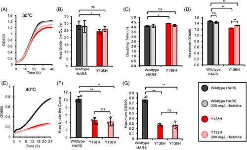 Characterization of a novel heterozygous variant in the histidyl-tRNA synthetase gene associated with Charcot–Marie–Tooth disease type 2W