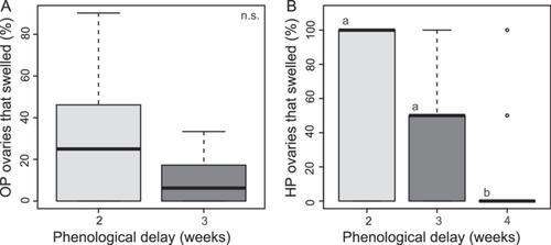 Weighing the risks and benefits of flowering early in the spring for the woody perennial Prunus pumila