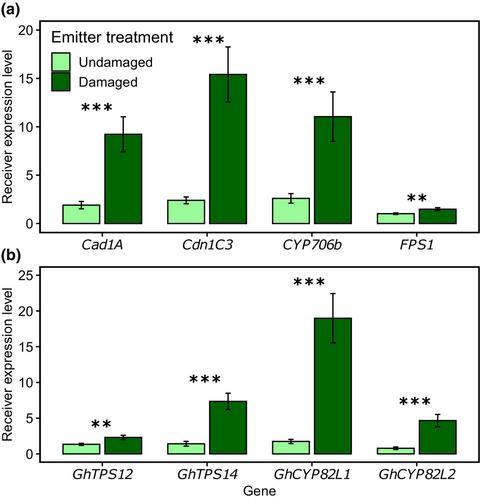 Plant-to-plant defence induction in cotton is mediated by delayed release of volatiles upon herbivory