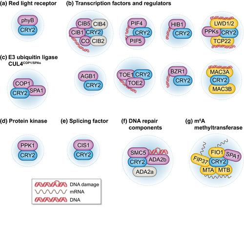 Light-induced cryptochrome 2 liquid–liquid phase separation and mRNA methylation