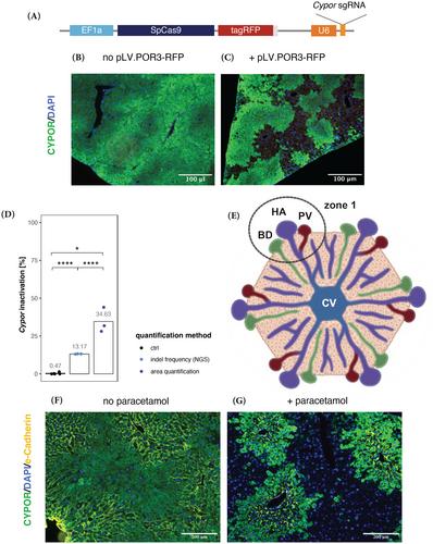 Therapeutic liver cell transplantation to treat murine PKU