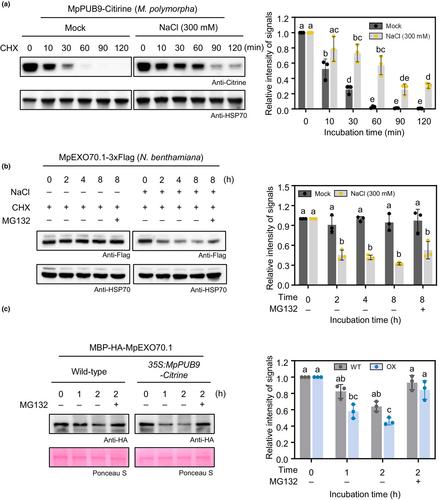 MpPUB9, a U-box E3 ubiquitin ligase, acts as a positive regulator by promoting the turnover of MpEXO70.1 under high salinity in Marchantia polymorpha