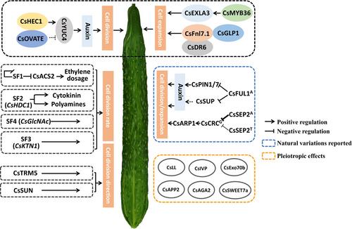 Genetic and molecular regulation of fruit development in cucumber