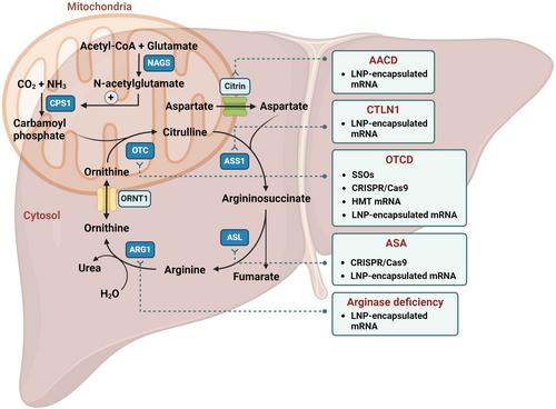 Exploring RNA therapeutics for urea cycle disorders