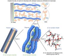 A fluoride gradient, Zn-salt-rich hydrophobic interphase formed by a zincophilic, hydrophobic, anion-philic polymer “skin” for an anode-free solid Zn battery†