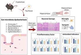 Inhibitory effect of tea flower polysaccharides on oxidative stress and microglial oxidative damage in aging mice by regulating gut microbiota†