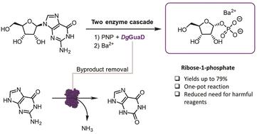 A deamination-driven biocatalytic cascade for the synthesis of ribose-1-phosphate†