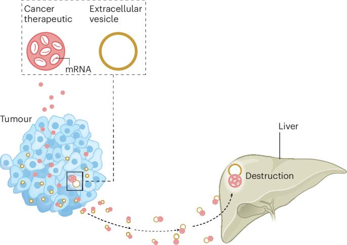 Extracellular vesicle gatekeepers for tumours