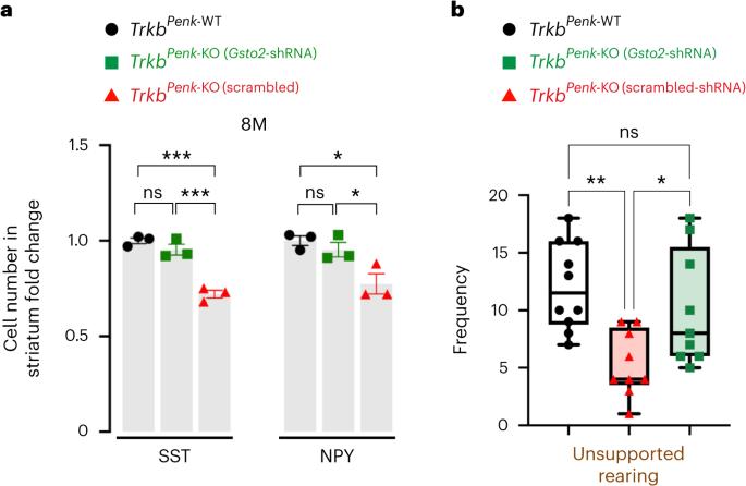 TrkB signalling regulates dopamine circuits and motor function through metabolic pathways