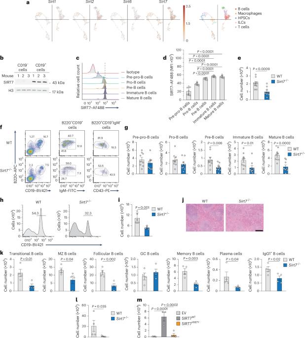 A SIRT7-dependent acetylation switch regulates early B cell differentiation and lineage commitment through Pax5