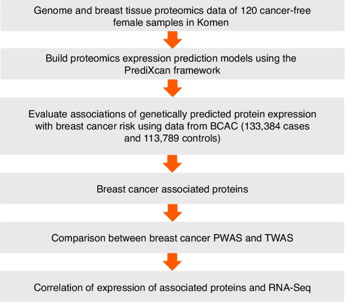 A proteome-wide association study identifies putative causal proteins for breast cancer risk