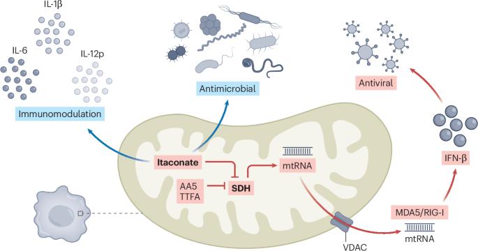 Itaconate modulates mitochondria for antiviral IFN-β