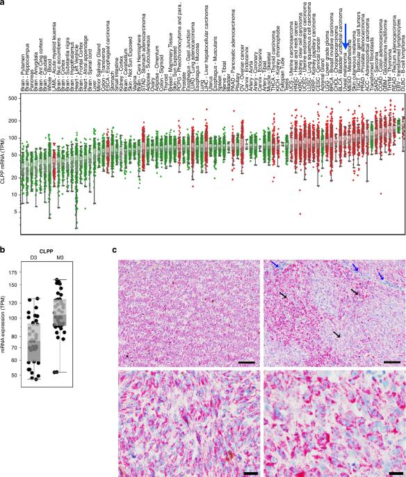 Imipridones inhibit tumor growth and improve survival in an orthotopic liver metastasis mouse model of human uveal melanoma