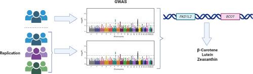 Genetic variants in the PKD1L2/BCO1 region are associated with β-carotene, lutein, and zeaxanthin: A genome-wide association study of plasma carotenoids