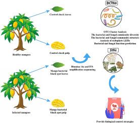 The mango bacterial black spot altered the endophyte community structure and diversity