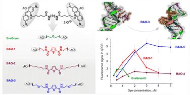 Nucleic acid-binding bis-acridine orange dyes with improved properties for bioimaging and PCR applications†