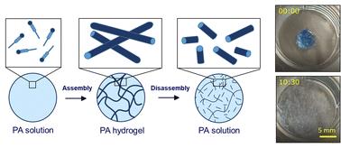 Disassembly of self-assembling peptide hydrogels as a versatile method for cell extraction and manipulation†