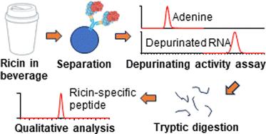 Simultaneous analysis of depurinated nucleic acid stem-loop and free adenine for ricin toxicity assay by hydrophilic interaction liquid chromatography-high-resolution mass spectrometry (HILIC-HRMS)†