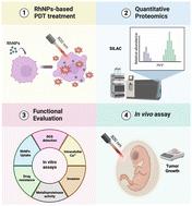 Advancing rhodium nanoparticle-based photodynamic cancer therapy: quantitative proteomics and in vivo assessment reveal mechanisms targeting tumor metabolism, progression and drug resistance†