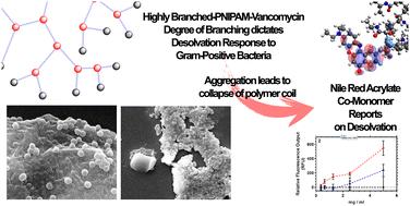 Photophysical, thermal and imaging studies on vancomycin functional branched poly(N-isopropyl acrylamide) of differing degrees of branching containing nile red for detection of Gram-positive bacteria†