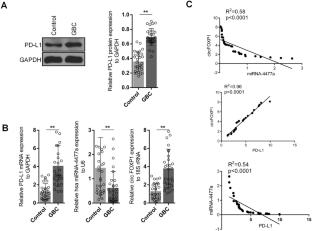 Ginsenoside Rg3 activates the immune function of CD8+ T cells via circFOXP1-miR-4477a-PD-L1 axis to induce ferroptosis in gallbladder cancer