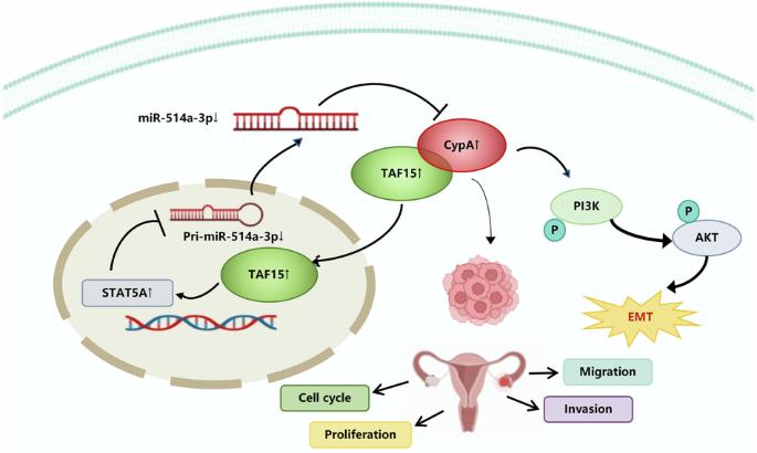 CypA/TAF15/STAT5A/miR-514a-3p feedback loop drives ovarian cancer metastasis