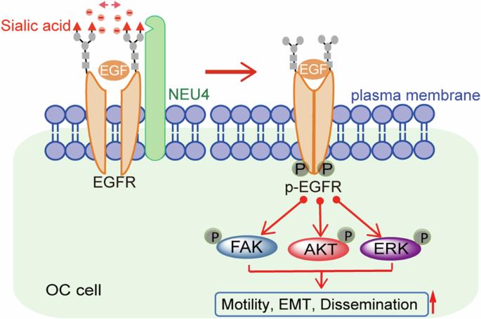 NEU4-mediated desialylation enhances the activation of the oncogenic receptors for the dissemination of ovarian carcinoma