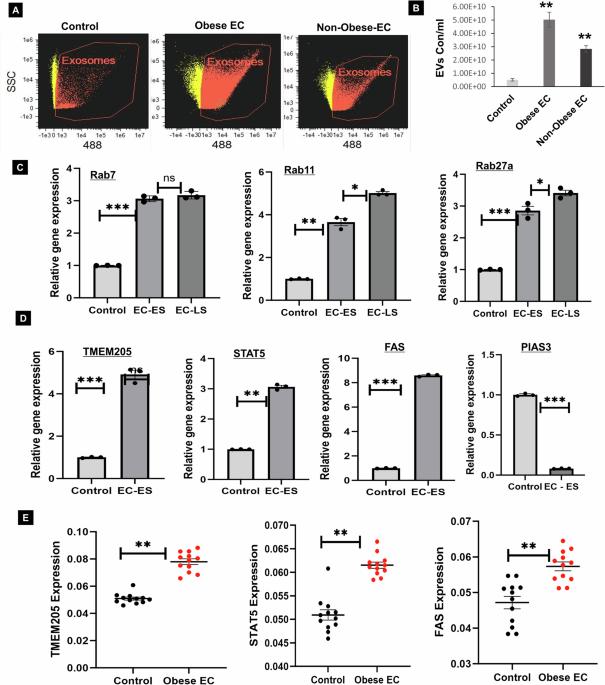 Obesity-induced extracellular vesicles proteins drive the endometrial cancer pathogenesis: therapeutic potential of HO-3867 and Metformin