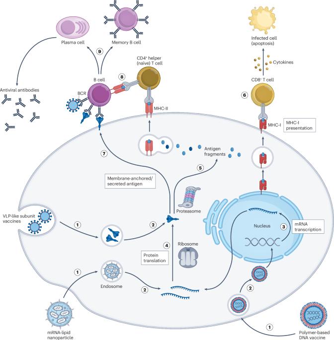 Advanced technologies for the development of infectious disease vaccines