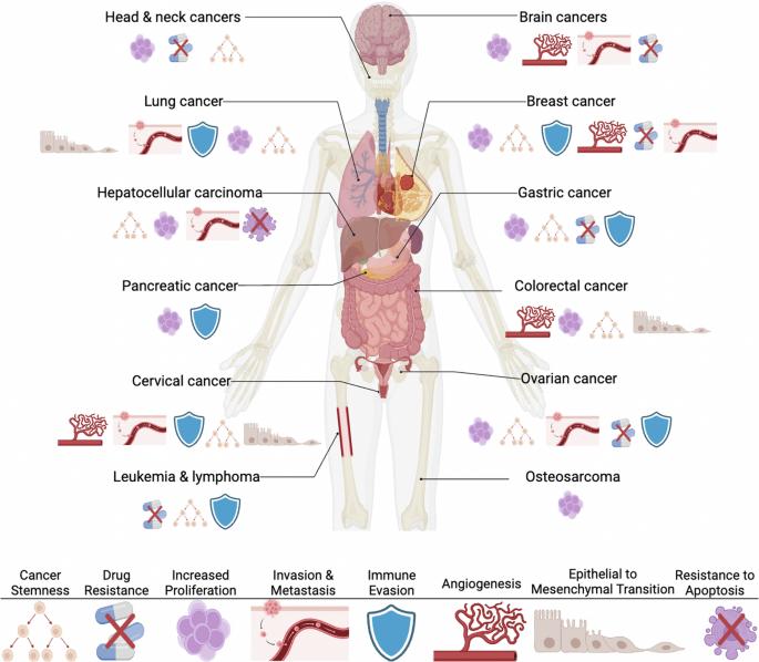 Mesenchymal stromal cells as cancer promoters