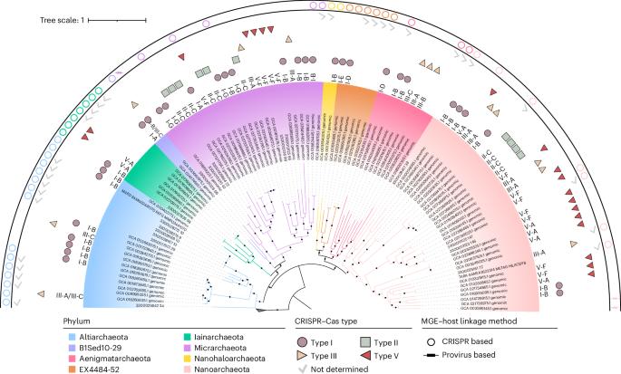 Metagenomic characterization of viruses and mobile genetic elements associated with the DPANN archaeal superphylum