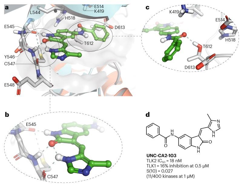 TLK2: a target for cancer and viral latency