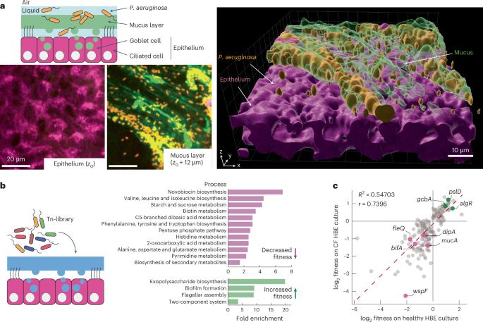 Pseudomonas aeruginosa faces a fitness trade-off between mucosal colonization and antibiotic tolerance during airway infection