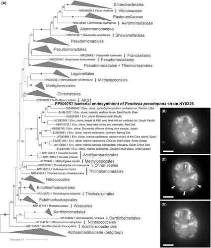 Refurbishing the marine parasitoid order Pirsoniales with newly (re)described marine and freshwater free-living predators