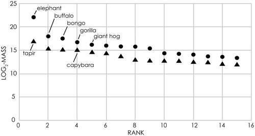 Anthropogenic extinctions explain most size and trophic mismatches between large mammalian primary consumers from Amazonian and African rainforests