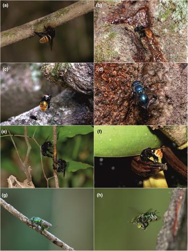 Non-floral scent sources of orchid bees: Observations and significance