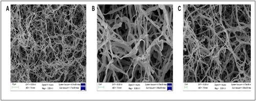 Isolation, Screening and Identification of Biosurfactant Producing Strain Nocardiopsis dassonvillei var B2 From Oil Contaminated Soil